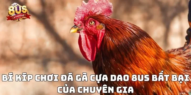 Đá Gà Cựa Dao 8US - Sân Chơi Đỉnh Cao Của Kê Sư Hàng Đầu Bí kíp chơi đá gà cựa dao 8US bất bại của chuyên gia