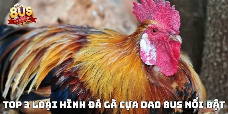 Đá Gà Cựa Dao 8US - Sân Chơi Đỉnh Cao Của Kê Sư Hàng Đầu Top 3 loại hình đá gà cựa dao 8US nổi bật